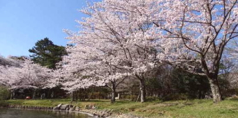 伊勢神宮,外宮,内宮,伊勢神宮正しいまわり方.伊勢神宮参拝作法,伊勢神宮参拝方法,伊勢神宮片参り